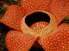 Rafflesia